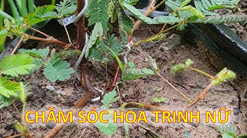 Cách trồng cây trinh nữ đơn giản mà có hoa đẹp