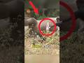 The Science Behind Exploding Animals
