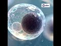 A Step-by-Step Guide: Reviving Your C2C12 Cell Line