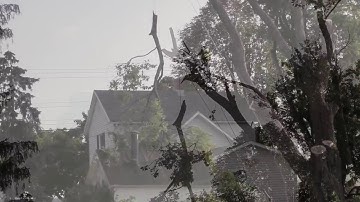 Massive Maple Tree Removal