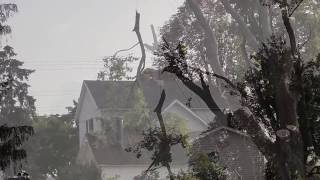 Massive Maple Tree Removal