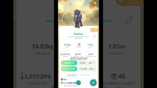 Shiny Furfrou (Heart Trim) #pokemon #pokemongo #shinypokemon #furfrou