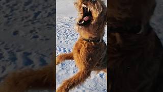 Гиперактивность и команды в игре #airedale #training #dog #играссобакой