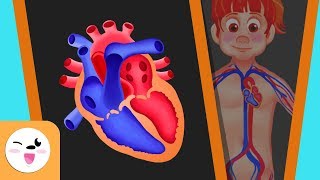 The circulatory system in the human body for kids - Smile and Learn