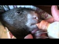 Baby Wombat's Day