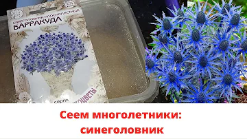 Сеем многолетники - синеголовник