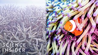 Why The Great Barrier Reef Could Disappear By 2050