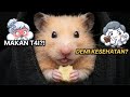Kenapa Hamster Makan Kotoran Sendiri? Ternyata Ini Alasannya!