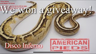 Ball Python Giveaway Winners!!!