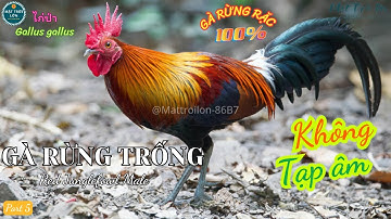 ✅Tiếng Gà trống rừng rặc gáy chuẩn không tạp âm 2025 | Red Junglefowl | Gallus gallus | ไก่ป่า (P5)