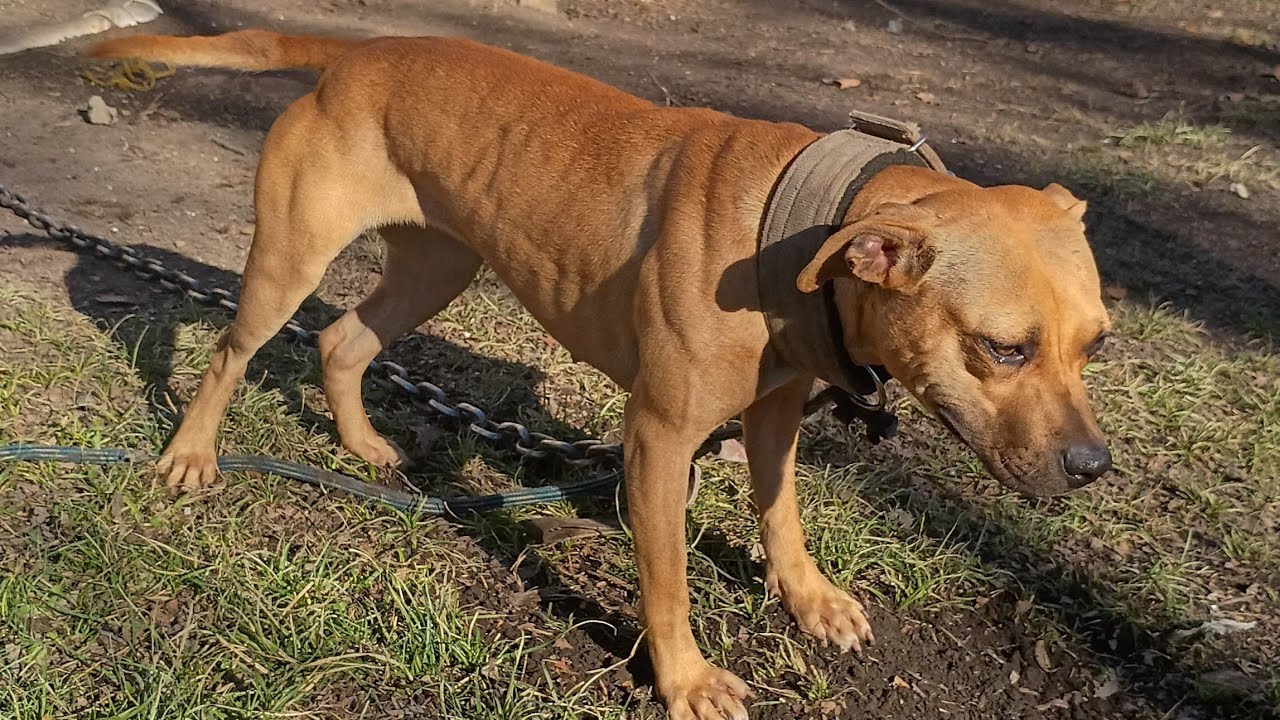 Part 2!!!! Had to break em apart Did it go DOWN!!!!!! BEWARE IT GOT UGLY!!!👹💯💪🏿