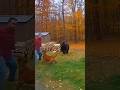 Dog Saves Owner 😱❤️🩹 #shorts #doglover #sora2 #viral