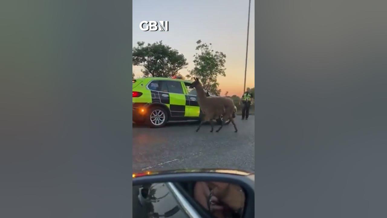 runaway-llama-causes-traffic-chaos-on-the-m55-youtube