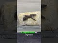 Du mycélium au champignon  la transformation la plus fascinante de la nature #shorts