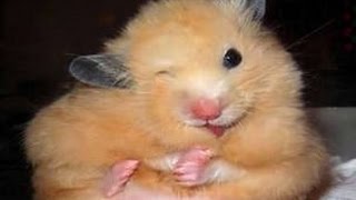 Веселые хомячки/Игра/Животные/Funy hamsters/Play/Animals/Kids Веселые хомячки/Игра/Животные/Funy hamsters/Play/Animals/Kids