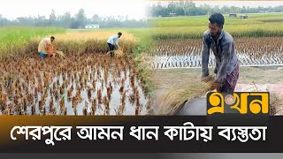 ৮০ শতাংশ ধান পাকলে ফসল ঘরে তোলার পরামর্শ কৃষি বিভাগের | Sherpur News | Agriculture News | Ekhon TV screenshot 3
