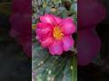 Floral Treasure Hunt #nature #australiadiaries #healthandwellnessgoals