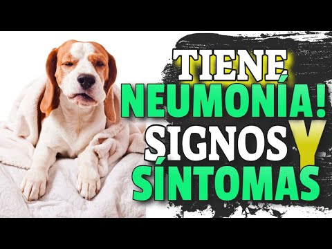 Video: ¿Los perros tienen memoria a largo plazo?