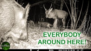 WHAT IS GOING ON IN THE WOODS? - TRAIL CAMERA ON SLOVENIAN WILDLIFE