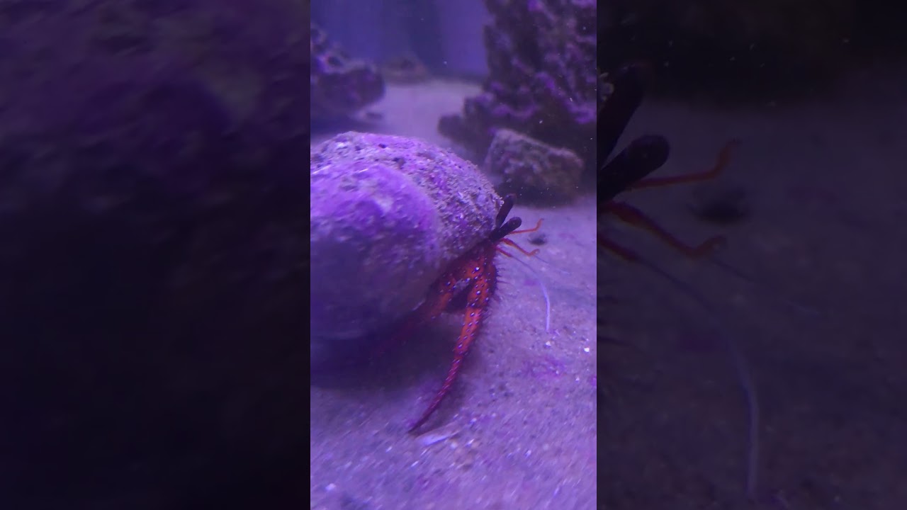 Big hermit crab!