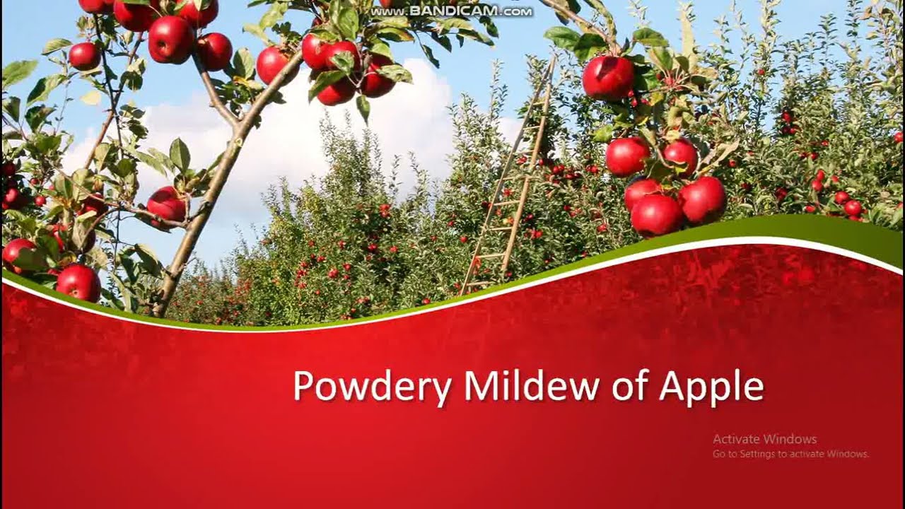 powdery mildew of apple