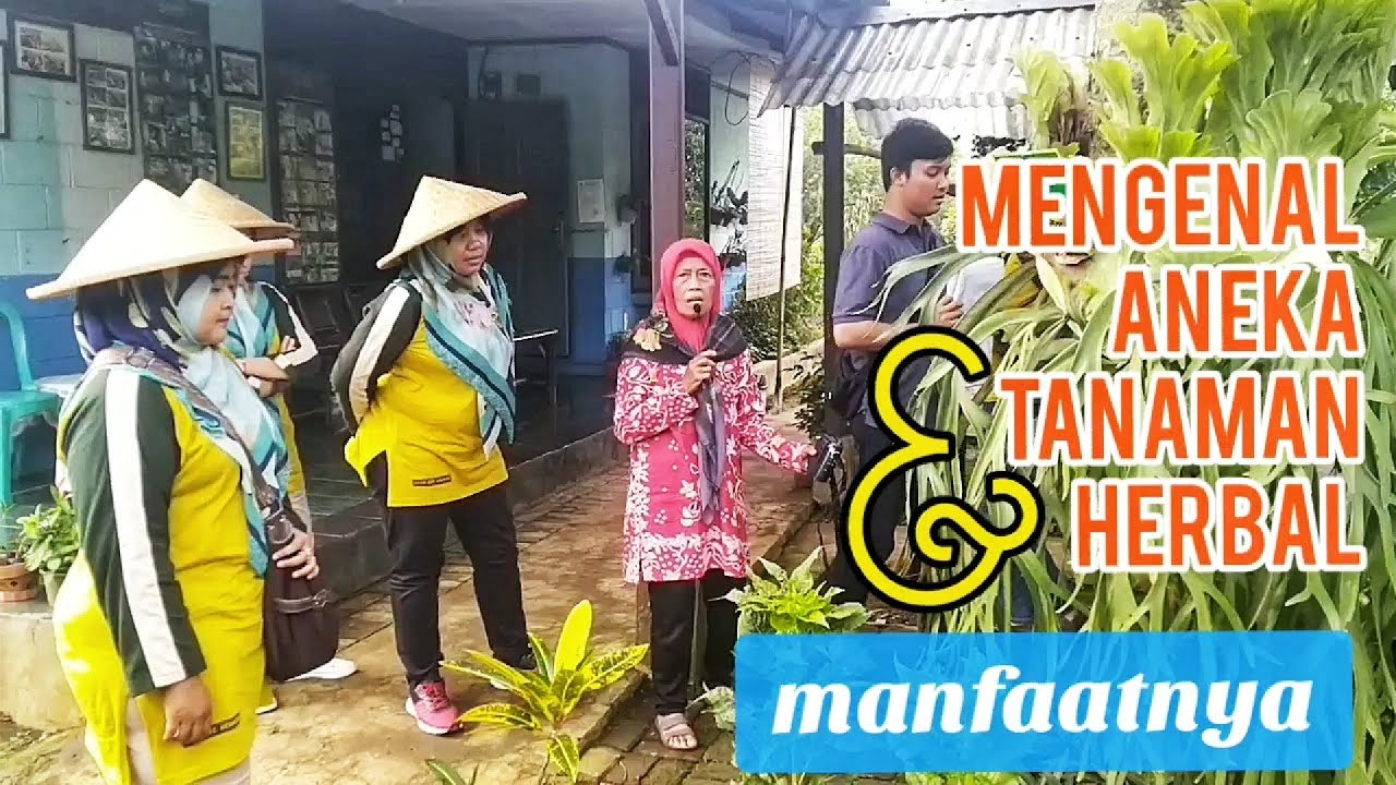 SEHAT ITU MURAH!!! Mengenal Aneka Tanaman Herbal & Manfaatnya 
