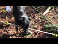 Trix the crazy dog song