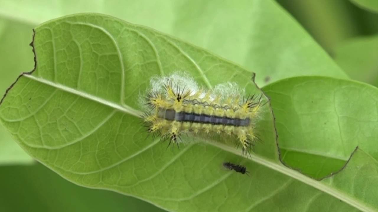 Blue-striped Nettle Grub with wasp cocoon