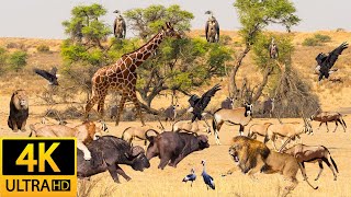 Africa Animals 4K: Mana Pools National Park, Kenya  Scenic Wildlife Film With Real Sounds