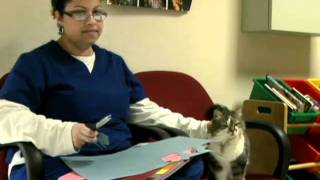 HOLIDAY PET SAFETY.mpg