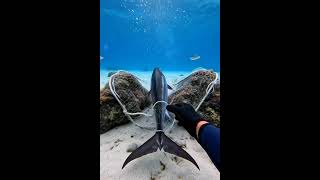 Diver Carefully Frees a Giant Snapper From an Ocean Net #OceanRescue #MarineLife #SaveOurSeas