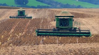 Safrinha de FEIJÃO 2025 - do PLANTIO à COLHEITA - Fazenda Ressaca