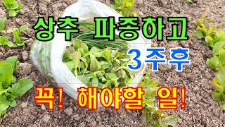 When to fertilize lettuce/How to water lettuce in spring and fall