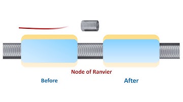 Node of Ranvier, the Functions