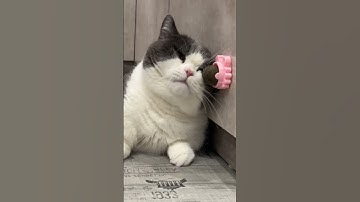 The Ultimate Catnip Toys for Cats | Must-Have for Your Feline Friend!