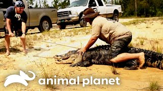 10 Foot Gator Attacks Cattle Farm Gator Boys Animal Planet