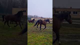 Табун Алексинского конного завод