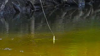TINY CREEK FISHING Summer Steelhead - Bobber Down!