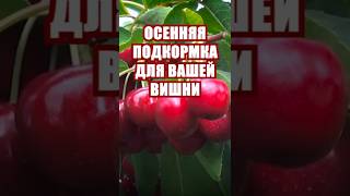 ОСЕННЯЯ ПОДКОРМКА ДЛЯ ВАШЕЙ ВИШНИ