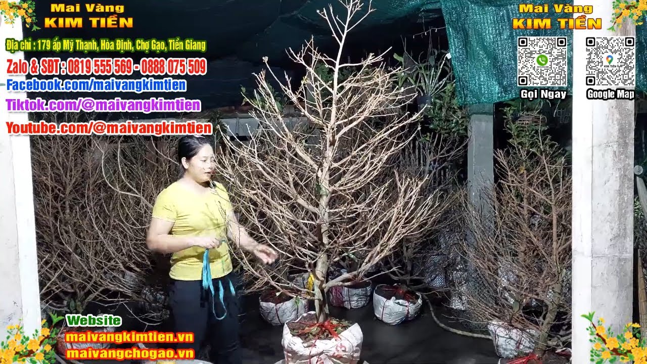 Phôi Mai Thủ Đức Giá Rẻ Bao Ship Bao Sống Toàn Quốc - Mai Vàng Kim Tiền Chợ Gạo