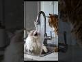 When Every Day Is a Blooper Reel for the Cat – Billi Ki Roz Ki NG Show!