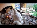 Peregrines of St Marys - Camera 1