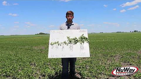 How Does Planting Date Effect Soybeans?