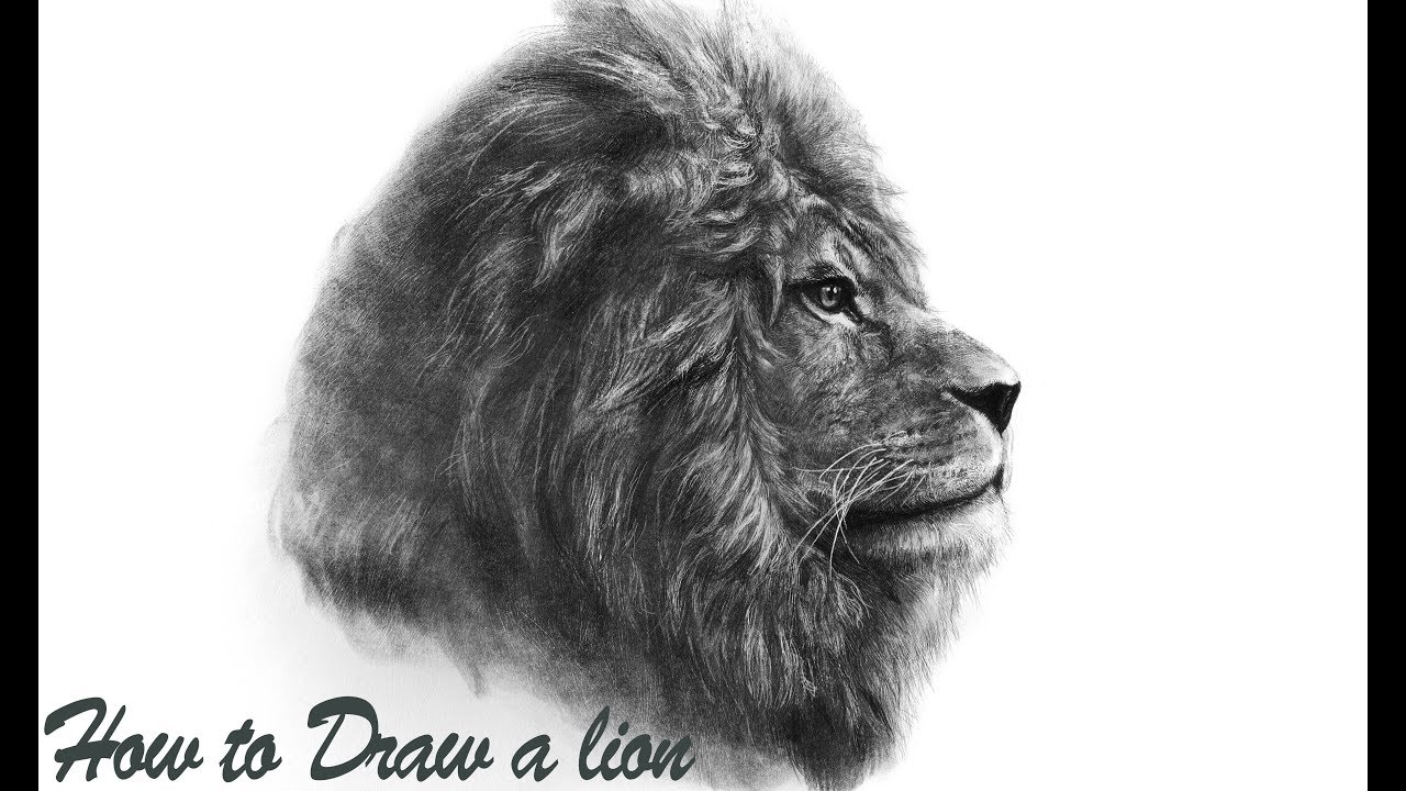 How to Draw a Realistic lion-Step by Step Tutorial - YouTube