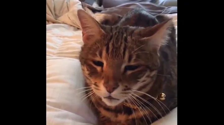 Video 11609241: laugh cats compilation, best cat compilation, funny cat