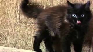 Мой кот Марсик Мой кот Марсик