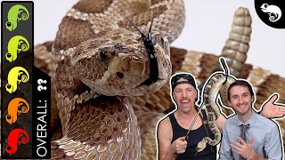 Rattlesnake, The Best Pet Snake?