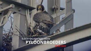 Slechtvalken Zuid-West-Vlaanderen - Wielsbeke - Pyloonbroeders - 20.05.2024