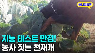 양배추 농사 짓는 천재개, 지능 테스트를 해봤다 | KBS 생생정보 170606 방송