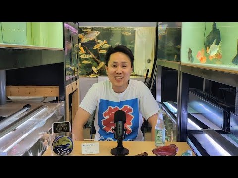 Aquarium Chat & Latest Stock Introduction] Tropical Fish Shop